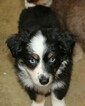 Small Photo #4 Miniature Australian Shepherd Puppy For Sale in MARION CENTER, PA, USA