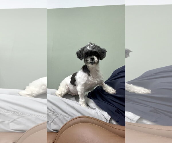 Medium Photo #2 Shih Tzu Puppy For Sale in Weston, FL, USA