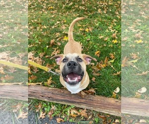 Krew - Male Mutt Dog for Adoption - Photo #2