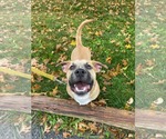 Small Photo #2 Mutt Puppy For Sale in Derwood, MD, USA