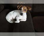 Small #9 Dachshund Mix