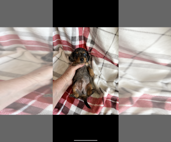 Medium Photo #4 Dachshund Puppy For Sale in NILES, MI, USA