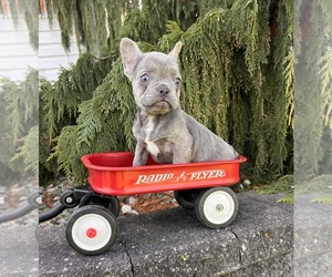 French Bulldog Puppy for sale in MIDDLEBURY, IN, USA