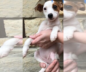 Fox Terrier (Smooth) Puppy for sale in CLARE, IL, USA
