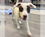 Small #3 Labrador Retriever-Staffordshire Bull Terrier Mix