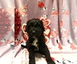 Small #3 Portuguese Water Dog