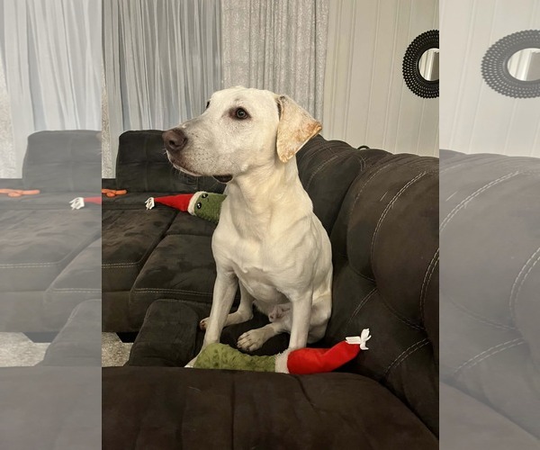 Medium Photo #4 - Mix Puppy For Sale in Greenville, SC, USA