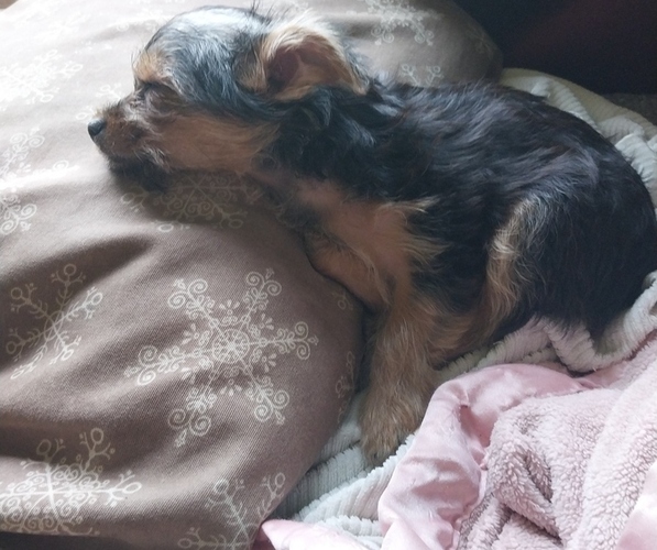 Medium Photo #1 Yorkshire Terrier Puppy For Sale in DEER PARK, WI, USA
