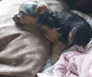 Medium Yorkshire Terrier