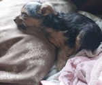 Puppy Willow Yorkshire Terrier