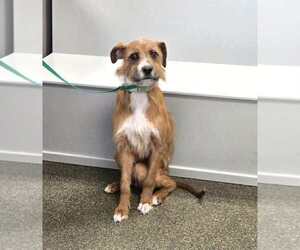 Bruno Doo - Male Boxador Dog for Adoption - Photo #4