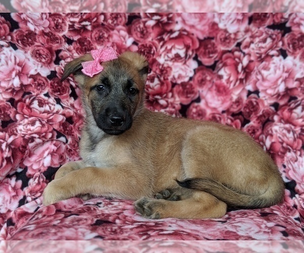 Medium Photo #4 Malinois Puppy For Sale in PARADISE, PA, USA