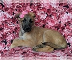 Small Photo #4 Malinois Puppy For Sale in PARADISE, PA, USA