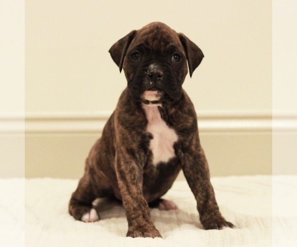 Medium Photo #9 Boxer Puppy For Sale in DENVER, PA, USA