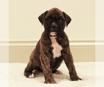 Puppy 3 Boxer