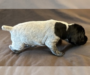 German Shorthaired Pointer Puppy for sale in WOODLAND PARK, CO, USA