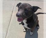 Small American Pit Bull Terrier Mix