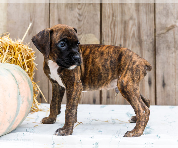 Medium Photo #61 Boxer Puppy For Sale in WAKARUSA, IN, USA