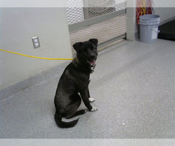 Medium Photo #1 Labrador Retriever-Unknown Mix Puppy For Sale in Pasadena, TX, USA