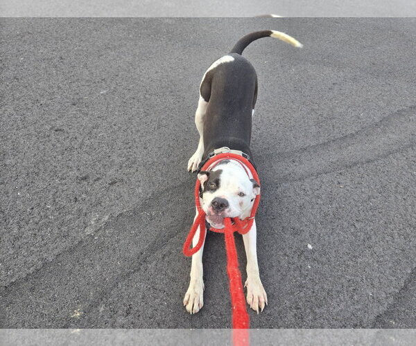 Medium Photo #5 Mutt Puppy For Sale in St. Ann, MO, USA