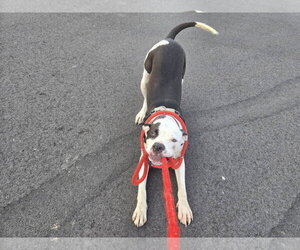 Auggie (Spot) - Male Mutt Dog for Adoption - Photo #5