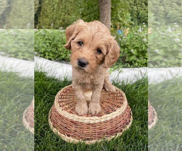 Medium Photo #1 Australian Labradoodle Puppy For Sale in JEFFERSON, OR, USA