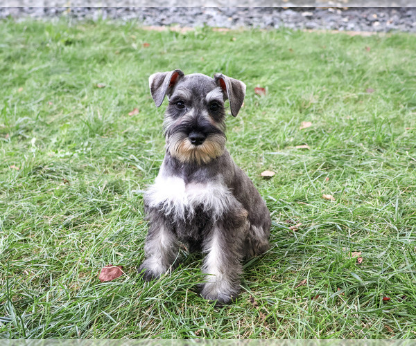 Medium Photo #4 Schnauzer (Miniature) Puppy For Sale in SYRACUSE, IN, USA