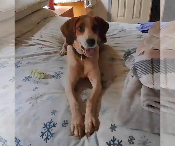 Medium Photo #7 Mutt Puppy For Sale in Rustburg, VA, USA
