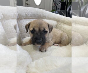 Kallie - Female Mutt Dog for Adoption - Photo #31