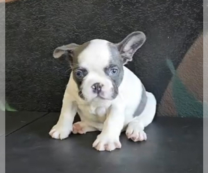 French Bulldog Puppy for sale in ATLANTA, GA, USA