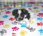 Small #1 Maltipoo