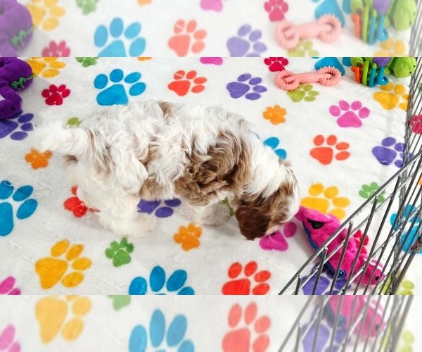 Medium Photo #10 Cavapoo (Miniature)-Poodle (Toy) Mix Puppy For Sale in ORO VALLEY, AZ, USA