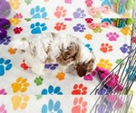 Small #9 Cavapoo (Miniature)-Poodle (Toy) Mix