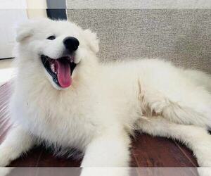 Samoyed Puppy for sale in KATY, TX, USA