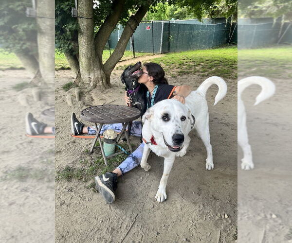 Medium Photo #23 Great Pyrenees-Unknown Mix Puppy For Sale in Brewster, NY, USA