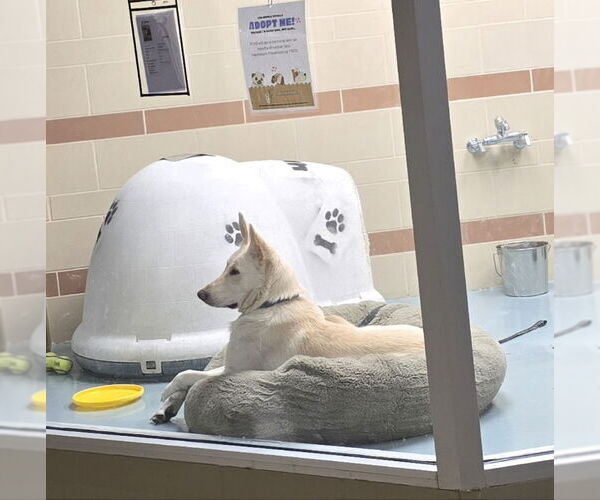 Medium Photo #4 - Mix Puppy For Sale in Winston Salem, NC, USA