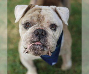 Bulldog-Unknown Mix Dogs for adoption in San Antonio, TX, USA