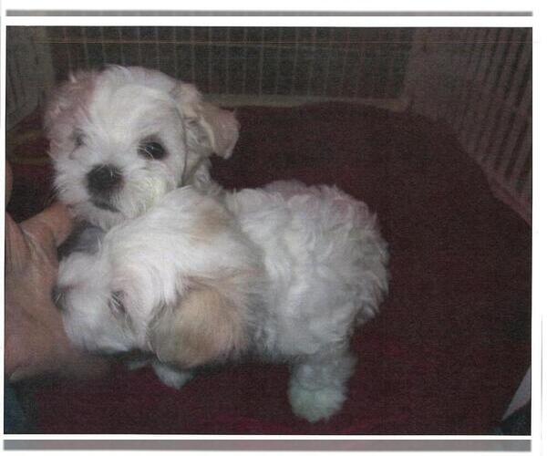 Medium Photo #1 Maltese Puppy For Sale in HARVEST, AL, USA
