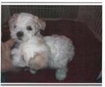 Small Photo #1 Maltese Puppy For Sale in HARVEST, AL, USA