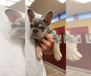French Bulldog Puppy for sale in SAINT PETERSBURG, FL, USA