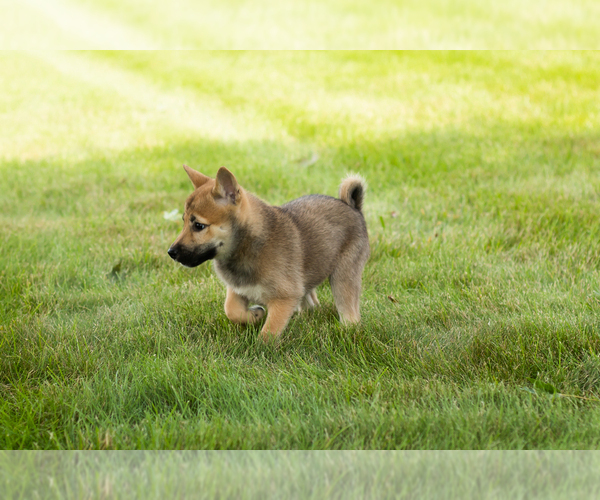 Medium Photo #19 Shiba Inu Puppy For Sale in MILLERSBURG, IN, USA