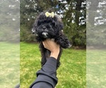 Small #2 Shih Tzu