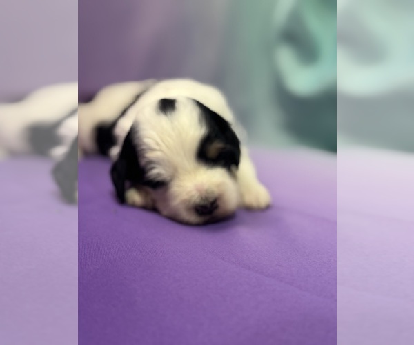 Medium Photo #7 Bernedoodle (Miniature) Puppy For Sale in LONGMONT, CO, USA