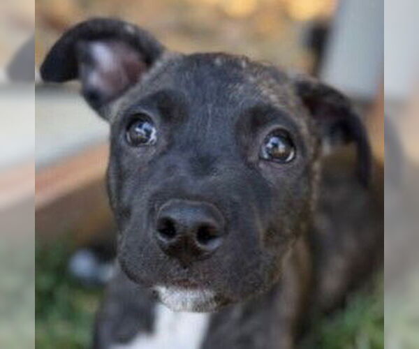 Medium Photo #1 Mutt Puppy For Sale in Pleasanton, CA, USA