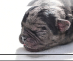 Small #3 Pug