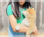 Small Photo #4 Shiba Inu Puppy For Sale in FREMONT, CA, USA