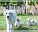 Small Photo #5 English Cream Golden Retriever Puppy For Sale in E WENATCHEE, WA, USA