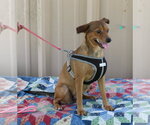 Small #1 Mutt