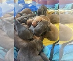 Small #1 Rhodesian Ridgeback-Weimaraner Mix