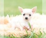 Small Photo #28 Chihuahua Puppy For Sale in WARSAW, IN, USA